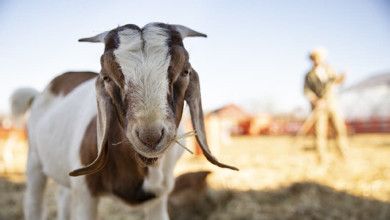 Idul Adha 2023 Tanggal Berapa? Catat Waktunya beserta Hari Terbaik Melakukan Qurban Idul Adha 2023 Tanggal Berapa? Catat Waktunya beserta Hari Terbaik Melakukan Qurban