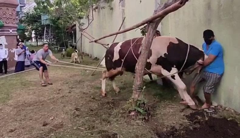 5 Arti Mimpi Dikejar Sapi, Ada Masalah Kesehatan? 5 Arti Mimpi Dikejar Sapi, Ada Masalah Kesehatan?