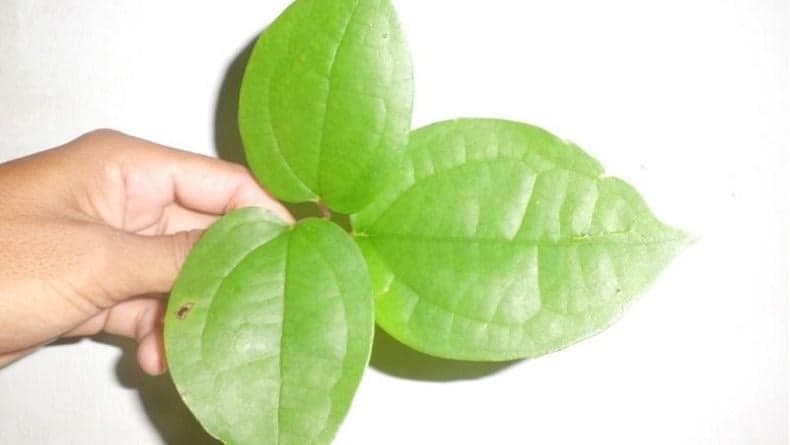 Manfaat Daun Bungkus Papua, Paling Populer untuk Memperbesar Alat Vital Manfaat Daun Bungkus Papua, Paling Populer untuk Memperbesar Alat Vital