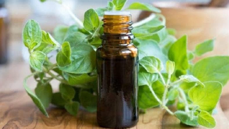 Efek Samping Minyak Lintah Papua dan Manfaatnya, Berani Coba? Efek Samping Minyak Lintah Papua dan Manfaatnya, Berani Coba?