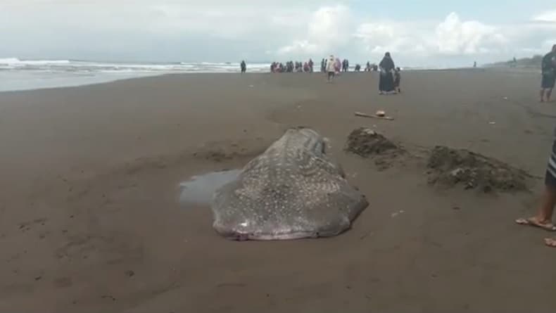 2 Hiu Tutul Mati Terdampar di Pantai Wagir Indah, Bobot 1 Ton Panjang 6 Meter