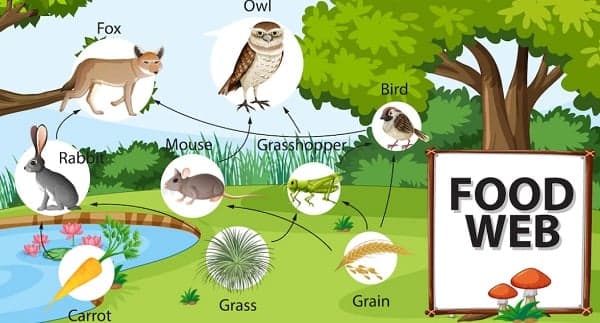 Rantai Makanan dan Jaring Makanan, Ini Perbedaan dan Penjelasannya Rantai Makanan dan Jaring Makanan, Ini Perbedaan dan Penjelasannya