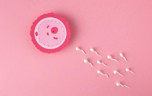 Spermatogenesis: Proses Pembentukan Sperma pada Laki-Laki dan Oogenis pada Perempuan Spermatogenesis: Proses Pembentukan Sperma pada Laki-Laki dan Oogenis pada Perempuan