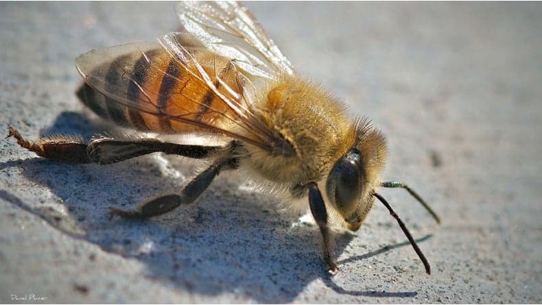 5 Hewan yang Lahir dari Rekayasa Genetika, Ada Ikan Glow in The Dark Sampai Serangga Mematikan! 5 Hewan yang Lahir dari Rekayasa Genetika, Ada Ikan Glow in The Dark Sampai Serangga Mematikan!