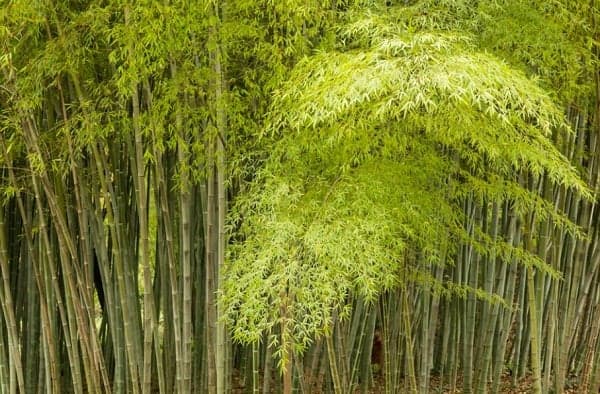 Bagaimana Cara Pohon Bambu Beradaptasi dengan Lingkungannya? Ini Jawabannya Bagaimana Cara Pohon Bambu Beradaptasi dengan Lingkungannya? Ini Jawabannya