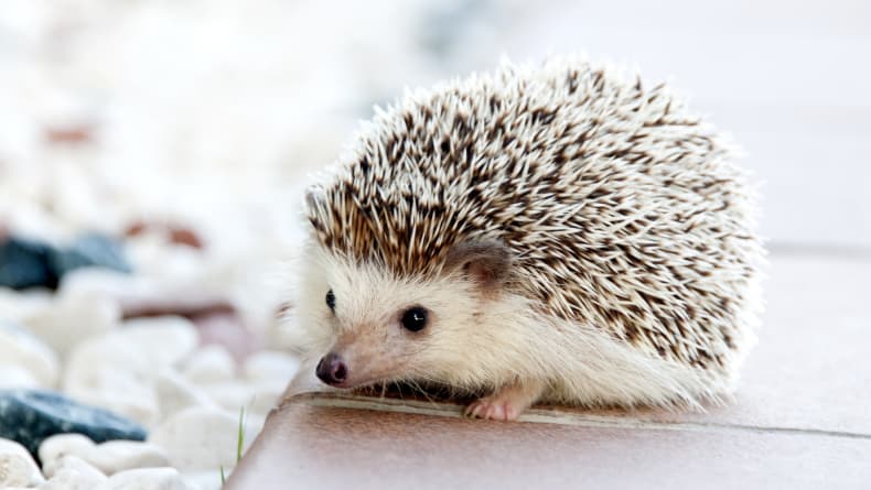 5 Hewan Eksotis yang Ternyata Bisa Dipelihara, Biar Nggak Melulu Anjing dan Kucing! 5 Hewan Eksotis yang Ternyata Bisa Dipelihara, Biar Nggak Melulu Anjing dan Kucing!