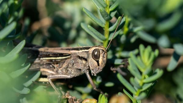 6 Hewan yang Mengalami Metamorfosis Tidak Sempurna Beserta Urutannya 6 Hewan yang Mengalami Metamorfosis Tidak Sempurna Beserta Urutannya