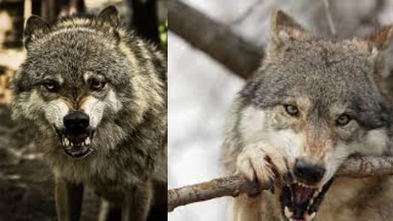 5 Hewan Aneh akibat Radiasi di Chernobyl, Ada Sapi yang Menghasilkan Susu Beracun 5 Hewan Aneh akibat Radiasi di Chernobyl, Ada Sapi yang Menghasilkan Susu Beracun