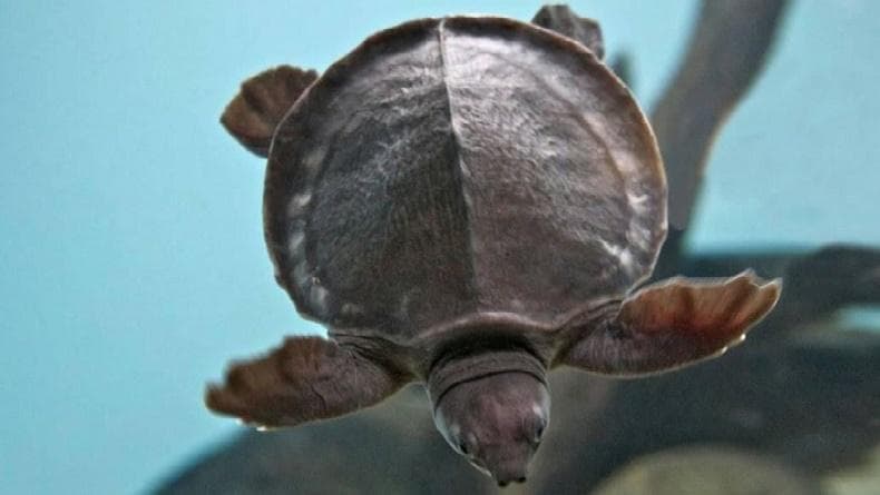 Kura-Kura Moncong Babi, Hewan Endemik Papua yang Banyak Diburu untuk Dijual ke Luar Negeri Kura-Kura Moncong Babi, Hewan Endemik Papua yang Banyak Diburu untuk Dijual ke Luar Negeri