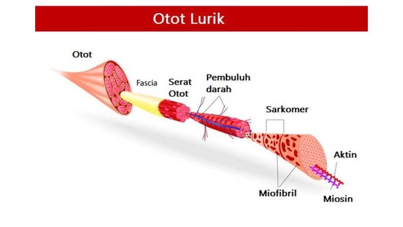 Ciri-Ciri Otot Lurik Lengkap dengan Pengertian dan Sifatnya Ciri-Ciri Otot Lurik Lengkap dengan Pengertian dan Sifatnya
