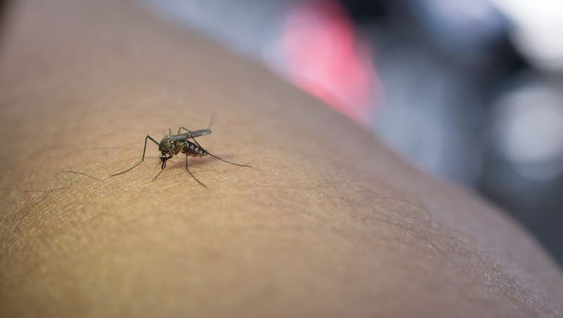 Targetkan Nol Kematian akibat Dengue pada 2030, Kemenkes: Pencegahan Mulai dari Keluarga!