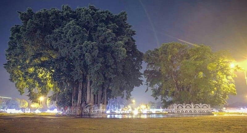 Liburan ke Yogyakarta, Wisatawan Wajib Tahu Legenda Beringin Kembar Alun-Alun Kidul Liburan ke Yogyakarta, Wisatawan Wajib Tahu Legenda Beringin Kembar Alun-Alun Kidul