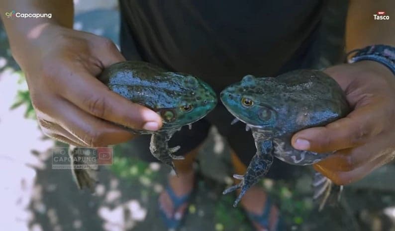 Hukum Makan Daging Katak Dalam Islam, Halal ataukah Haram? Begini Kata Ulama Hukum Makan Daging Katak Dalam Islam, Halal ataukah Haram? Begini Kata Ulama
