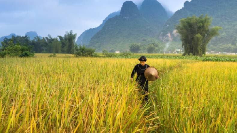 Inilah Alasan Thailand Dijuluki Sebagai Lumbung Padi di Asia Tenggara Inilah Alasan Thailand Dijuluki Sebagai Lumbung Padi di Asia Tenggara
