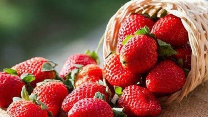 5 Daerah Penghasil Stroberi di Jawa Barat, dari Bandung hingga Ciamis 5 Daerah Penghasil Stroberi di Jawa Barat, dari Bandung hingga Ciamis