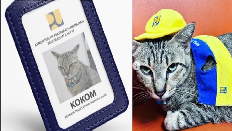 Viral, Kokom Kucing Kementerian PUPR Pintar Naik Lift, Punya 4.000 Followers Instagram Viral, Kokom Kucing Kementerian PUPR Pintar Naik Lift, Punya 4.000 Followers Instagram