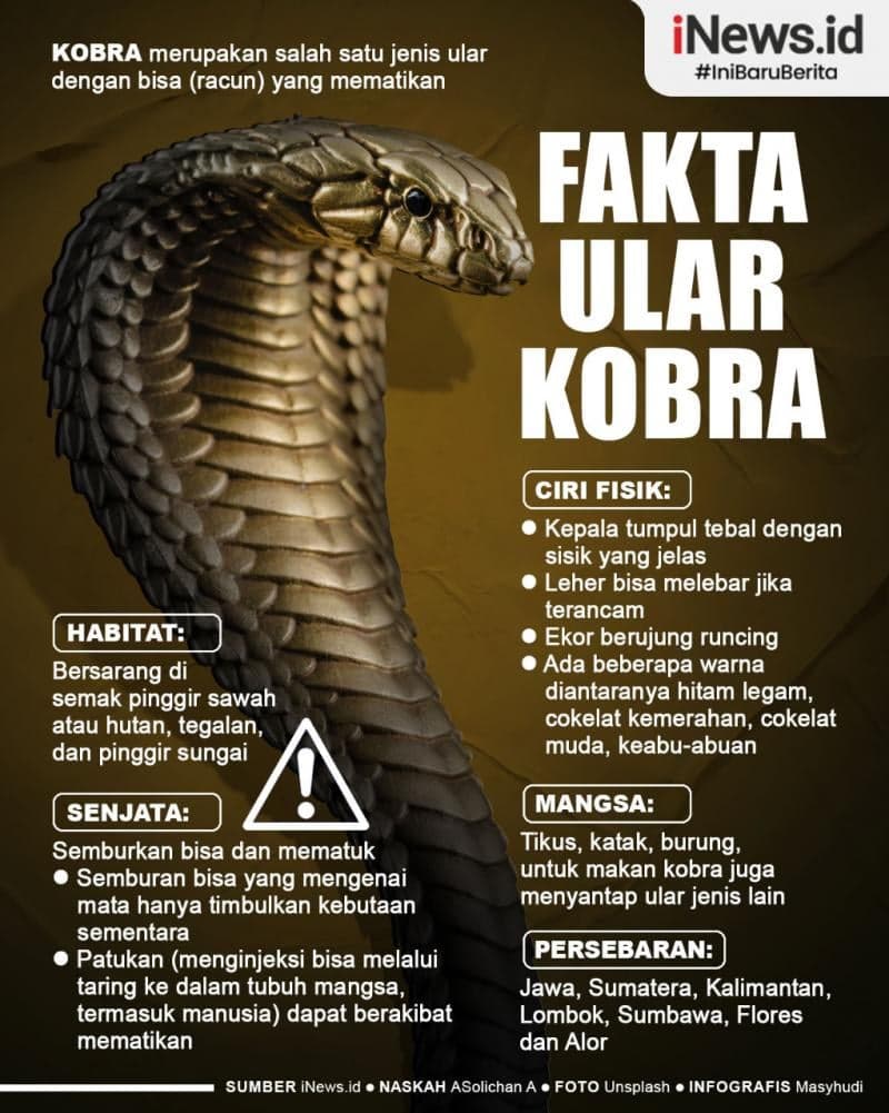 Infografis Ular Kobra Reptil Paling Mematikan di Pulau Jawa Infografis Ular Kobra Reptil Paling Mematikan di Pulau Jawa