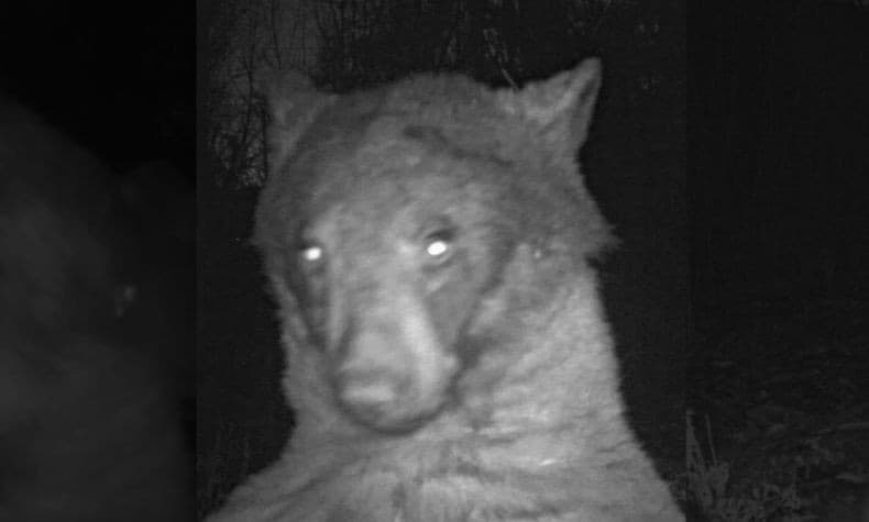 Narsis dan Lucu, Beruang Ini Selfie Sampai 400 Kali Bikin Netizen Ngakak Narsis dan Lucu, Beruang Ini Selfie Sampai 400 Kali Bikin Netizen Ngakak