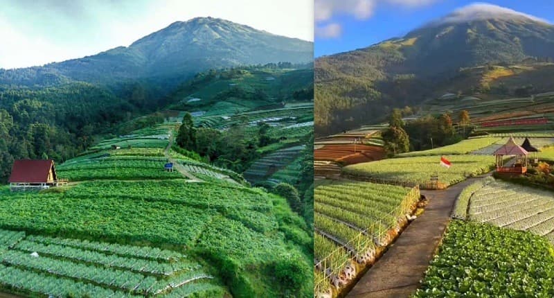 Singgah ke Negeri Sayur Desa Sukomakmur yang Indah bak Lukisan Alam, seperti Ini Suasananya! Singgah ke Negeri Sayur Desa Sukomakmur yang Indah bak Lukisan Alam, seperti Ini Suasananya!