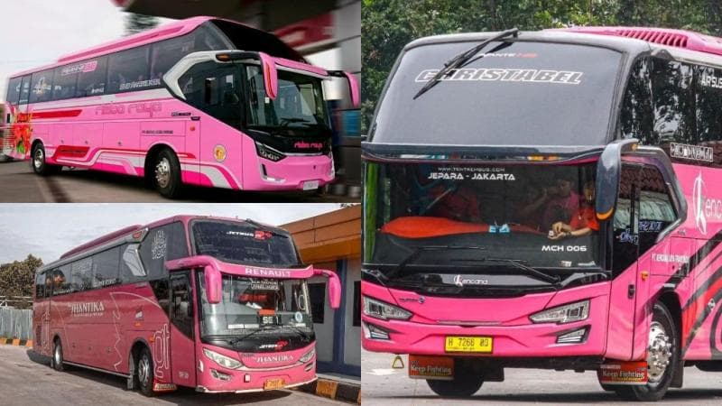 Deretan PO Bus Berwarna Pink, Ada yang Unyu-unyu Dilayani Pramugari Cantik Deretan PO Bus Berwarna Pink, Ada yang Unyu-unyu Dilayani Pramugari Cantik