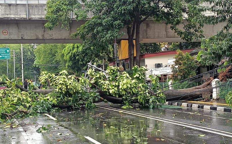 Pohon Tumbang Tutup Jalan Cut Meutia Menteng, Kemacetan Mengular hingga Tugu Tani Pohon Tumbang Tutup Jalan Cut Meutia Menteng, Kemacetan Mengular hingga Tugu Tani