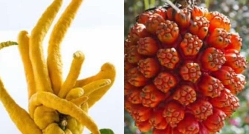 Mengenal Buah Paling Langka di Dunia, Ada yang 8 Tahun Baru Berbuah Mengenal Buah Paling Langka di Dunia, Ada yang 8 Tahun Baru Berbuah