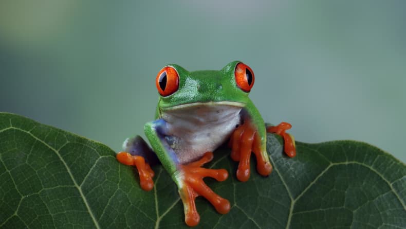 Nama Organ Gerak Katak Beserta Fungsinya Nama Organ Gerak Katak Beserta Fungsinya
