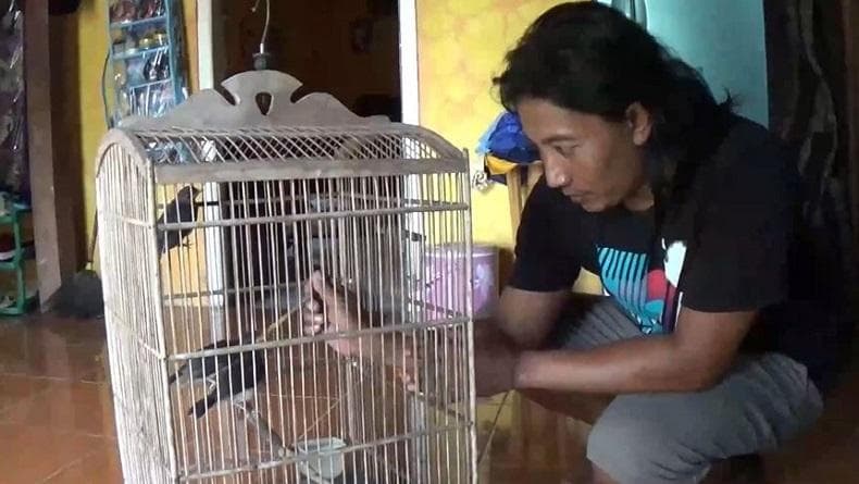 Mantan TKI di Cilacap Sukses Budi Daya Burung Murai Batu, Cuan Rp10 Juta per Bulan Mantan TKI di Cilacap Sukses Budi Daya Burung Murai Batu, Cuan Rp10 Juta per Bulan