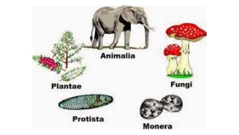 Inilah Ilmuwan yang Mengembangkan Sistem Klasifikasi Lima Kingdom Inilah Ilmuwan yang Mengembangkan Sistem Klasifikasi Lima Kingdom