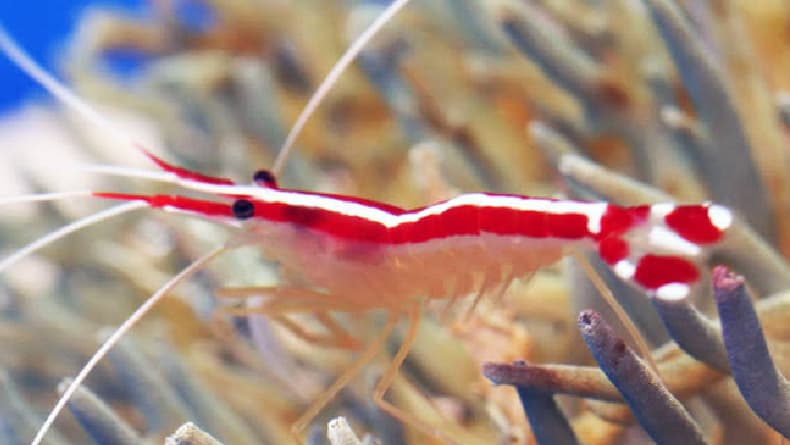 5 Hewan Langka Bertubuh Transparan yang Pernah Ditemukan, Nomor 3 Dijuluki Sebagai ‘Roh Hutan’ 5 Hewan Langka Bertubuh Transparan yang Pernah Ditemukan, Nomor 3 Dijuluki Sebagai ‘Roh Hutan’