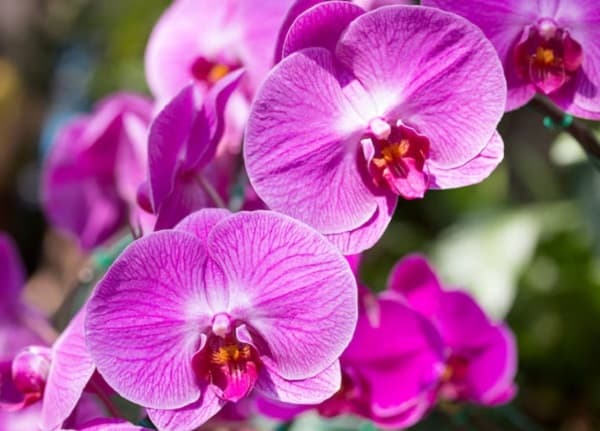 7 Contoh Simbiosis Komensalisme Hewan dan Tumbuhan Lengkap Penjelasannya 7 Contoh Simbiosis Komensalisme Hewan dan Tumbuhan Lengkap Penjelasannya