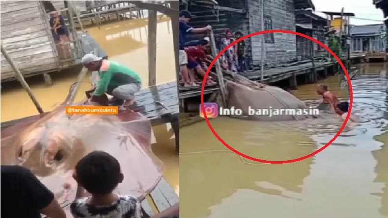 Viral Warga Batulicin Tangkap Ikan Pari Ukuran Jombo, Netizen Gagal Fokus Bahas Kutukan Viral Warga Batulicin Tangkap Ikan Pari Ukuran Jombo, Netizen Gagal Fokus Bahas Kutukan