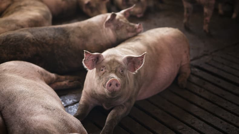 Sejarah Haramnya Babi untuk Umat Muslim, Padahal Tidak Ada Babi di Arab Sejarah Haramnya Babi untuk Umat Muslim, Padahal Tidak Ada Babi di Arab