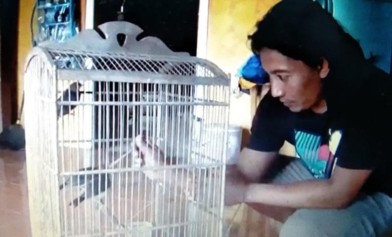 Manfaatkan Lahan Kosong, Warga Cilacap Sukses Ternak Murai Batu Beromzet Rp10 Juta per Bulan Manfaatkan Lahan Kosong, Warga Cilacap Sukses Ternak Murai Batu Beromzet Rp10 Juta per Bulan