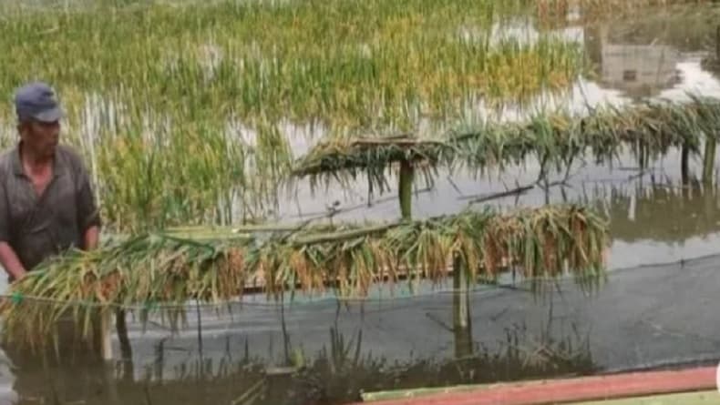 Banjir Paser Kaltim Rendam 913 Hektare Lahan, Petani Rugi Rp25 Miliar