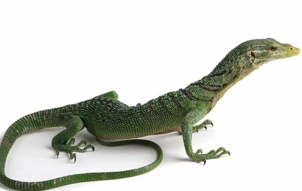 Kadal Berkembang Biak dengan Cara Apa? Ini Jawaban beserta Penjelasannya Kadal Berkembang Biak dengan Cara Apa? Ini Jawaban beserta Penjelasannya