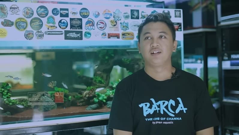 Bermodal Rp300.000, Pria Asal Yogyakarta Ini Sukses Jualan Ikan Channa hingga Raup Puluhan Juta Bermodal Rp300.000, Pria Asal Yogyakarta Ini Sukses Jualan Ikan Channa hingga Raup Puluhan Juta