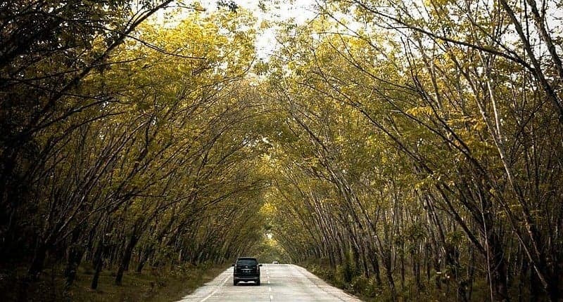 Pesona Kebun Karet Trikora di Lampung yang Eksotis, Berbentuk Terowongan dan Instagramable Pesona Kebun Karet Trikora di Lampung yang Eksotis, Berbentuk Terowongan dan Instagramable