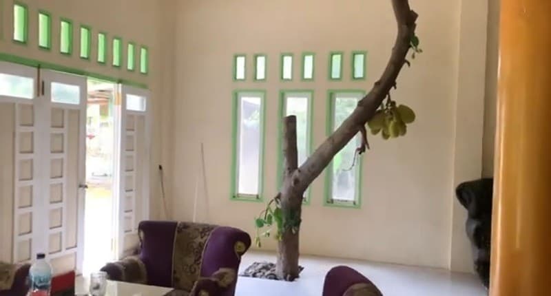 Unik, Pohon Nangka Tumbuh di Dalam Rumah Tembus hingga Atap, Buahnya Banyak!