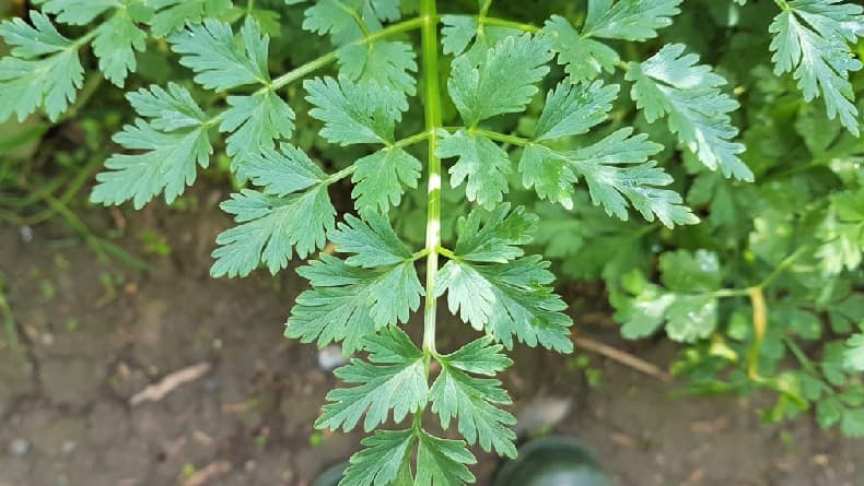 Hemlock Water Dropwort, Tanaman Beracun yang Bisa Membuat Orang Mati Tersenyum Hemlock Water Dropwort, Tanaman Beracun yang Bisa Membuat Orang Mati Tersenyum