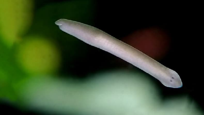 5 Hewan yang Bisa Hidup Abadi, Susah untuk Dibunuh 5 Hewan yang Bisa Hidup Abadi, Susah untuk Dibunuh