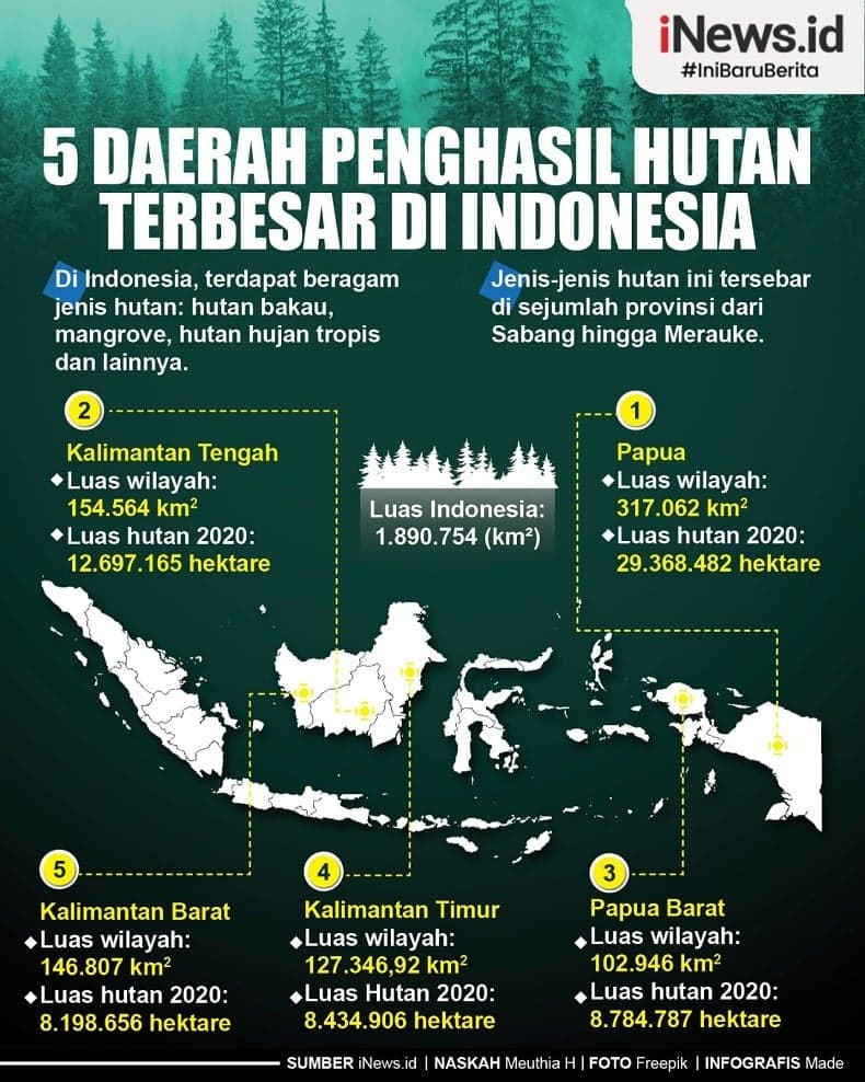Infografis 5 Daerah Penghasil Hutan Terbesar di Indonesia Infografis 5 Daerah Penghasil Hutan Terbesar di Indonesia