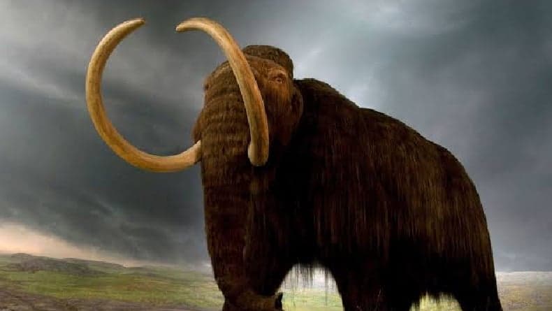 8 Hewan Punah Ini Pernah Dicoba Dihidupkan Kembali 8 Hewan Punah Ini Pernah Dicoba Dihidupkan Kembali