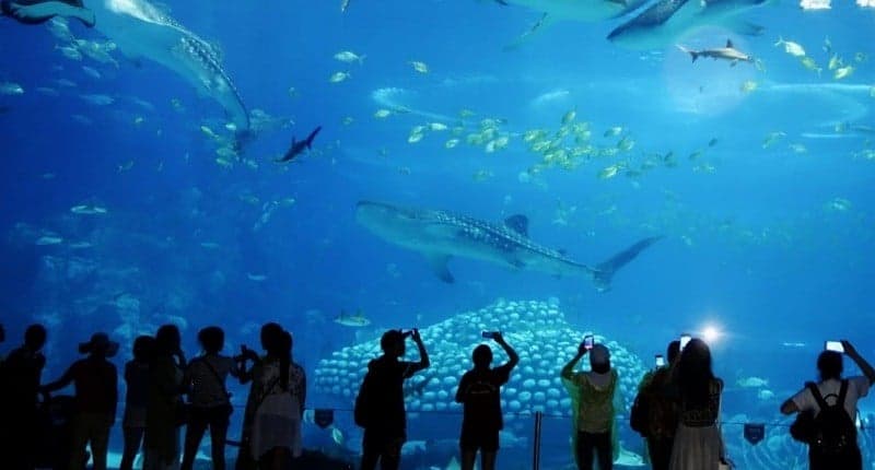Mengintip Akuarium Terbesar di Dunia, Isinya Bikin Takjub Ada Ubur-Ubur Raksasa Mengintip Akuarium Terbesar di Dunia, Isinya Bikin Takjub Ada Ubur-Ubur Raksasa