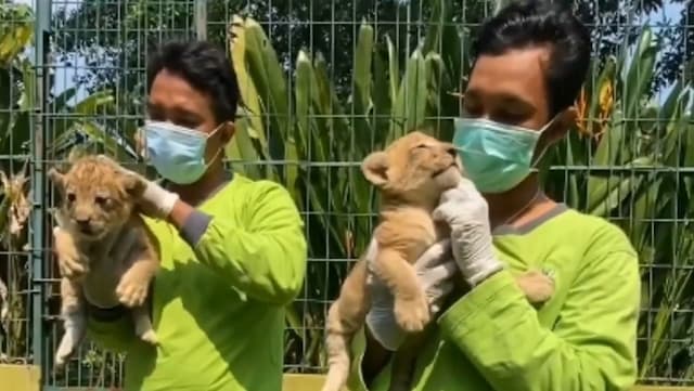 2 Bayi Singa Afrika Jantan-Betina Lahir di Kebun Binatang Surabaya, Diberi Nama Bima dan Dona