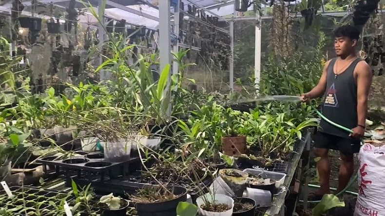 Budi Daya Anggrek di Pekarangan, Remaja Asal Banjarnegara Raup Omzet Menggiurkan Budi Daya Anggrek di Pekarangan, Remaja Asal Banjarnegara Raup Omzet Menggiurkan