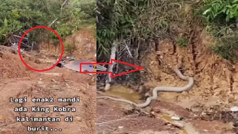 Viral King Kobra Kalimantan Berukuran Besar Kagetkan Warga Mandi, Netizen: Ngeri-Ngeri Sedap Viral King Kobra Kalimantan Berukuran Besar Kagetkan Warga Mandi, Netizen: Ngeri-Ngeri Sedap