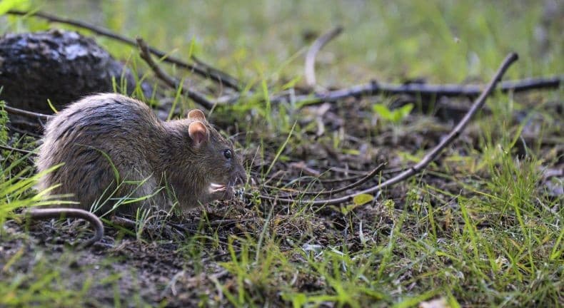 Pemerintah Kota Paris Perang Lawan Jutaan Tikus, Beli Tong Sampah Khusus hingga Tebar Racun Pemerintah Kota Paris Perang Lawan Jutaan Tikus, Beli Tong Sampah Khusus hingga Tebar Racun