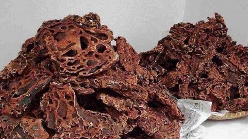 Ciri-Ciri Sarang Semut Papua yang Asli, Teliti agar Tidak Tertipu Ciri-Ciri Sarang Semut Papua yang Asli, Teliti agar Tidak Tertipu