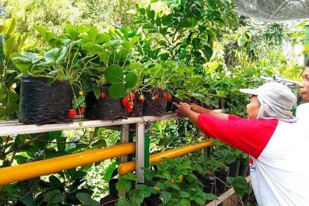 Ternyata Ada Kampung Strawberry di Jogja, Ini Lokasinya Ternyata Ada Kampung Strawberry di Jogja, Ini Lokasinya